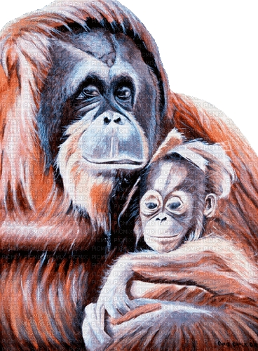 orangutan milla1959 - Бесплатни анимирани ГИФ