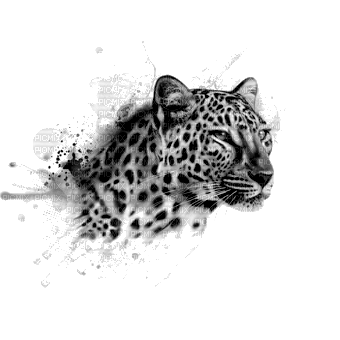 snow leopard bp - ücretsiz png