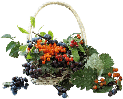Basket.Grapes.Fruits.Victoriabea - gratis png