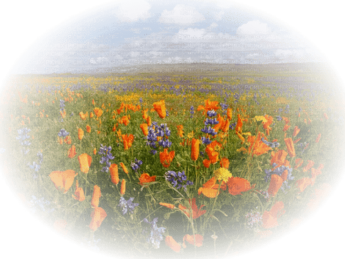 paysage avec fleur.Cheyenne63 - безплатен png
