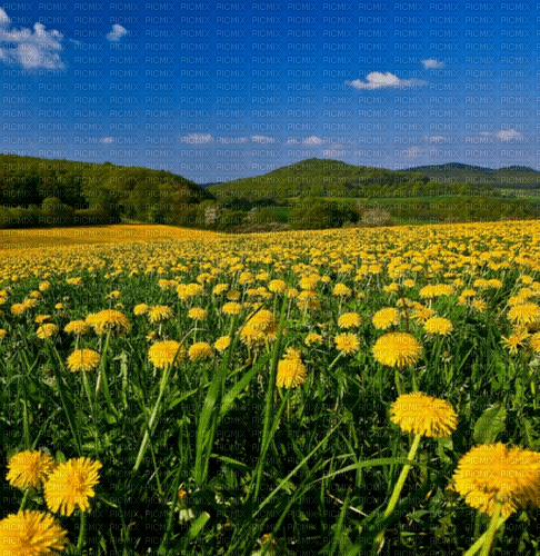 Rena Landschaft Hintergrund Frühling Wiese - 無料png
