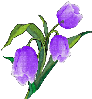 tulips flowers - GIF เคลื่อนไหวฟรี
