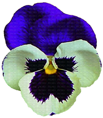 pansy flowers bp - PNG gratuit
