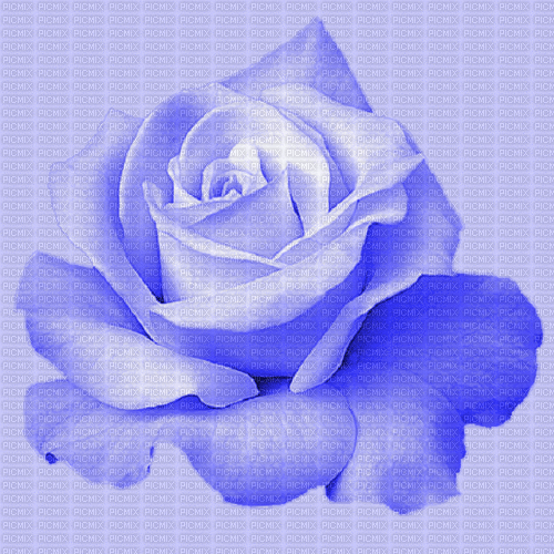 Rose changeante - GIF animé gratuit