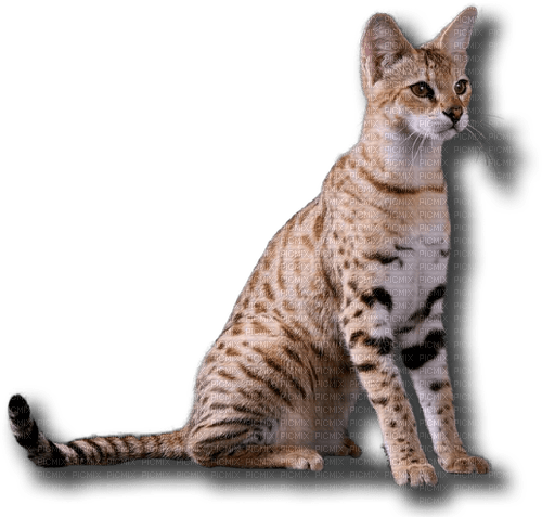 chat bengal - zadarmo png