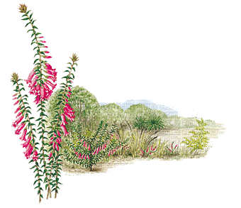 Australian native flowers bp - Gratis animeret GIF