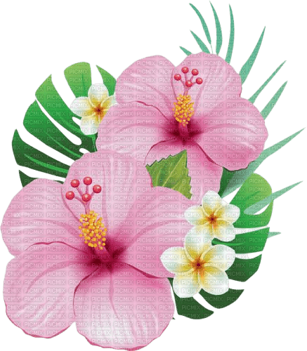 fleurs hibiscus - PNG gratuit