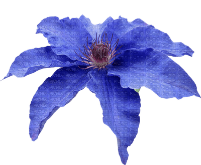 Fleur.Flower.Blue.Victoriabea - бесплатно png