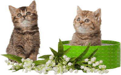 Kaz_Creations Cats Cat Kittens Kitten - png gratis