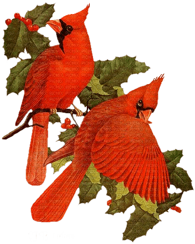 oiseaux - zadarmo png