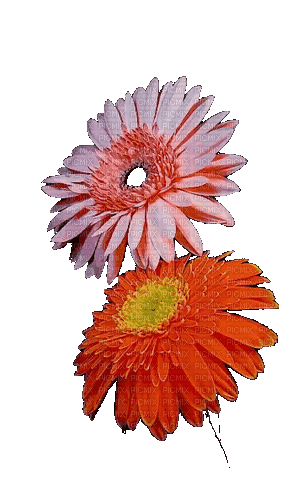 цветы - Gratis animeret GIF