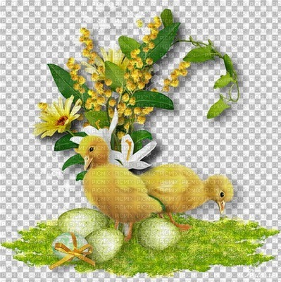 Chicks easter - zadarmo png