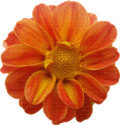 Kaz_Creations Deco Flowers Flower Orange - besplatni png