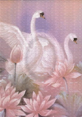 fond rose. - Free animated GIF