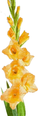 Fleurs jaune - zdarma png