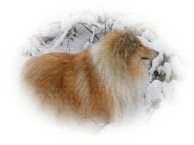 chien web - Free PNG