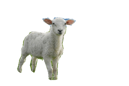 mouton - png gratuito