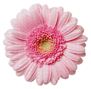 pink flower - nemokama png