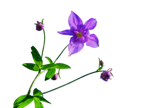 Ancolie violette - png gratis