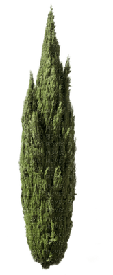 cypress tree - gratis png