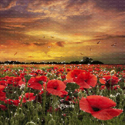 soave background animated flowers poppy field - GIF เคลื่อนไหวฟรี