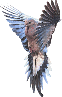 oiseaux ( - 無料のアニメーション GIF