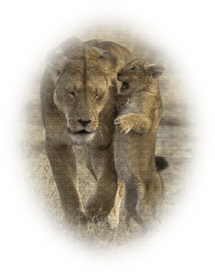 lion bp - png grátis