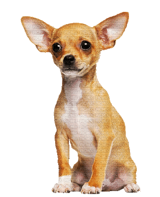 Kaz_Creations Animated Dog Pup - Besplatni animirani GIF