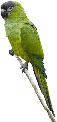 papagei - Бесплатный анимированный гифка