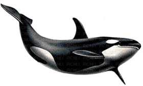 Kaz_Creations Whale - png gratis