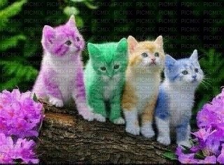 maj chats multicolores - 無料png