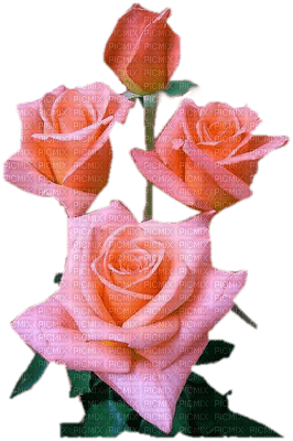 Flowers pink rose bp - nemokama png