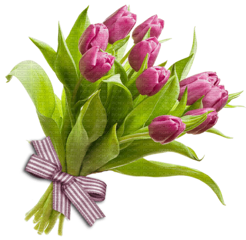 tulipe fleurs - безплатен png