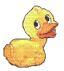 duck - Besplatni animirani GIF