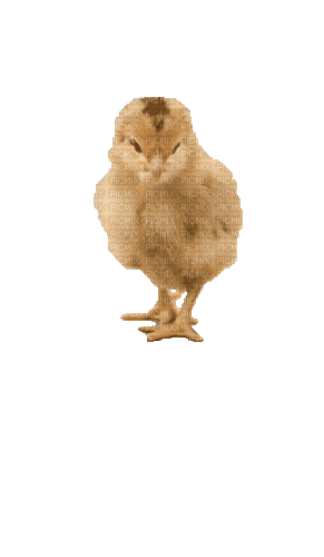 Птицы - 免费动画 GIF
