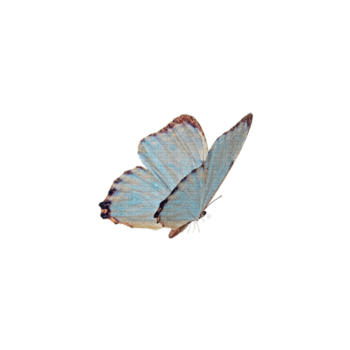 blue iridescent butterfly - 免费PNG