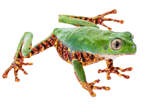 Fire tiger glitter frog - Animovaný GIF zadarmo