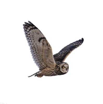 owl bp - darmowe png