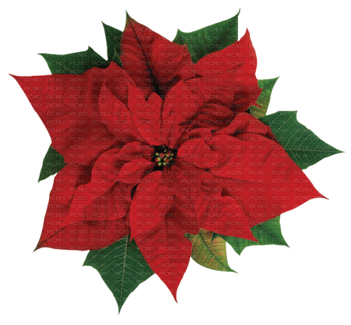 ✶ Christmas Flower {by Merishy} ✶ - gratis png