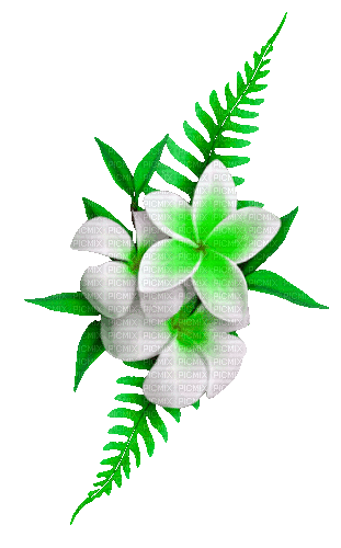Animated.Flowers.Green.White - By KittyKatLuv65 - Free animated GIF
