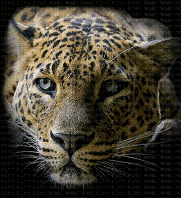léopard guénpard - Besplatni animirani GIF