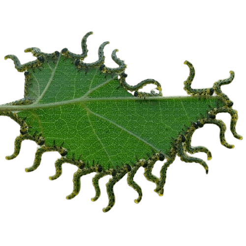 sawfly larvae eating a leaf by snailspng - bezmaksas png