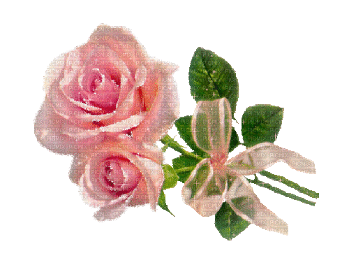 Pink.Rose.Flower.gif.Victoriabea - GIF animasi gratis