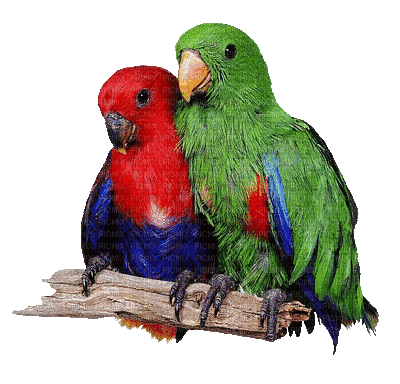 parrots 3 - 免费动画 GIF