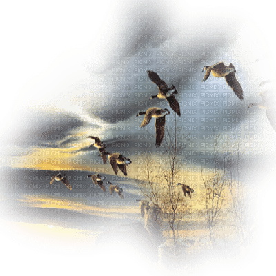 ducks autumn carnards automne - PNG gratuit