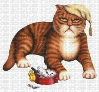 mad kitty - png gratis
