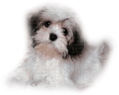 cecily-chien - gratis png