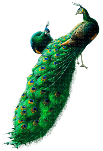 Peacock - 免费PNG