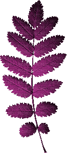 Leaf Leaves Deco Pink Jitter.Bug.Girl - PNG gratuit