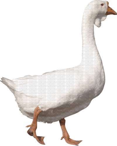 gås-djur---goose - PNG gratuit